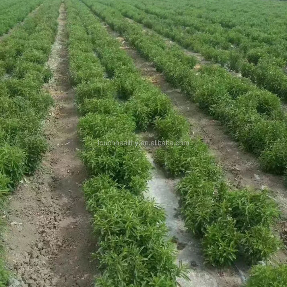 2021 Touchhealthy Поставка семян стевии для выращивания натурального сахарного материала 100 грамм/пакет