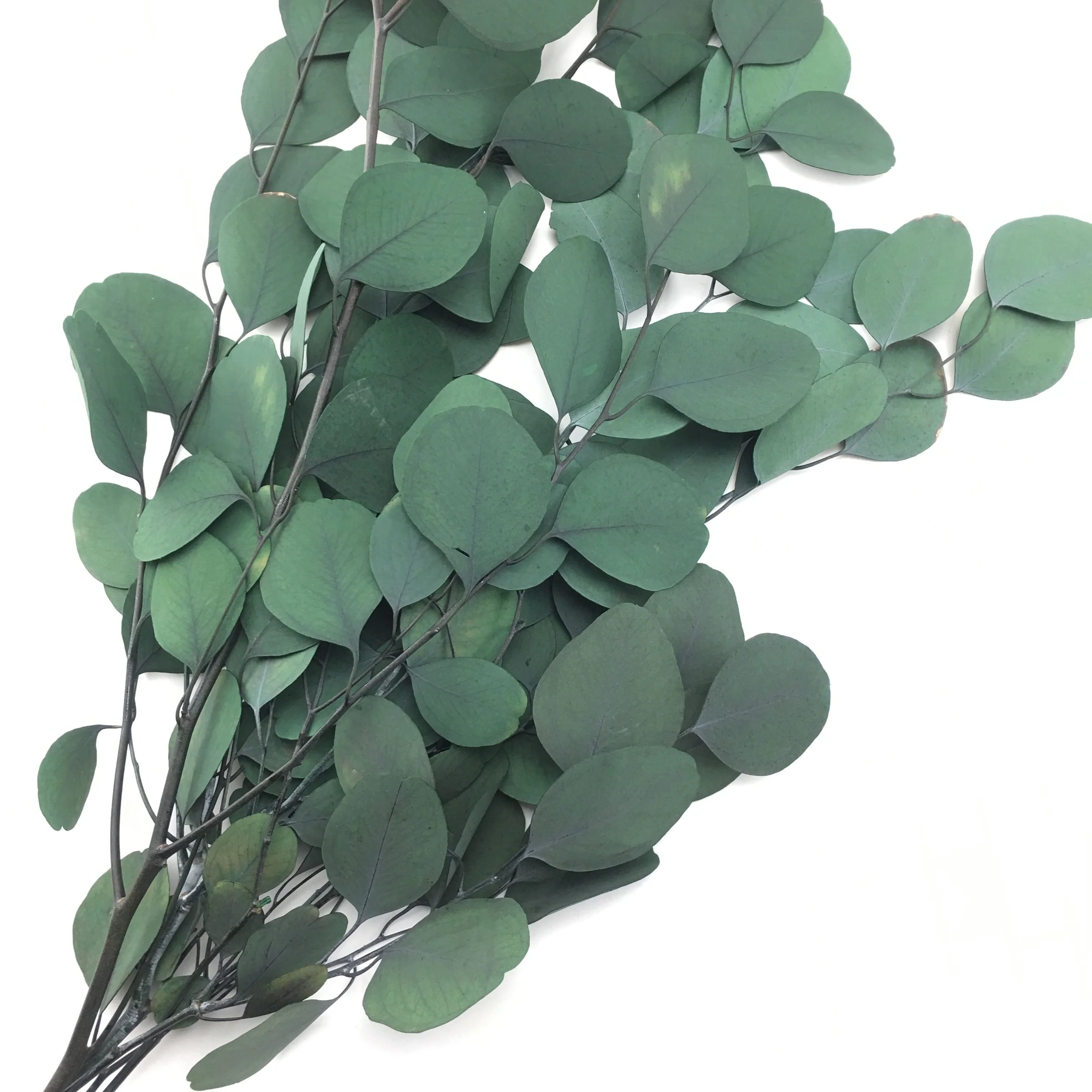 Preserved Decoration Leaves Home Wall Decoration Preserved Plants Forever Eucalyptus Leaves