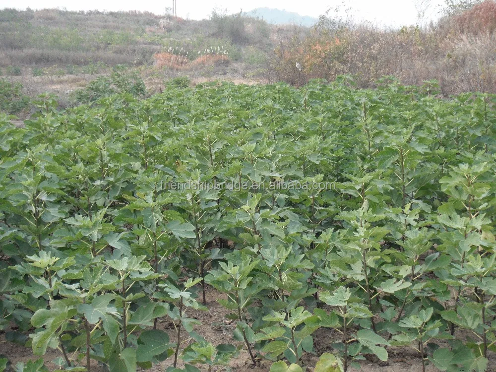 
Carica Linn.Fruit Fig tree plant 