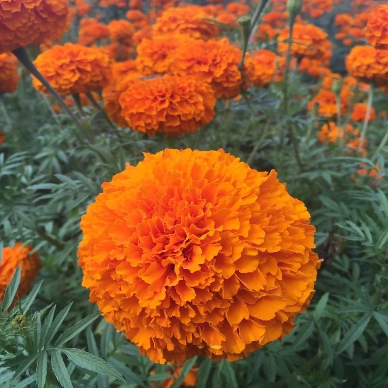 Hybrid Lutein marigold seeds tagetes seeds for planting