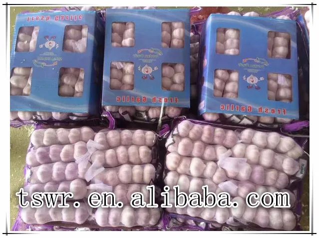 Fresh normal white garlic on sale China garlic price dried garlic