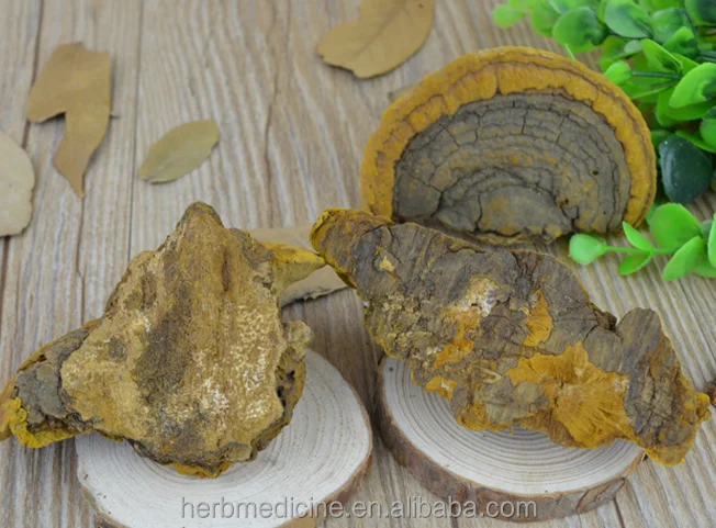 Желтый цвет натуральный уронус Ванин выращивание на популе давидианы