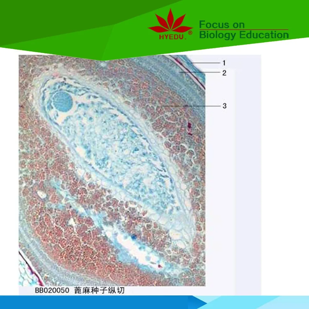 Fixed set 19 Species Seeds clear botany  microscope slide for lab