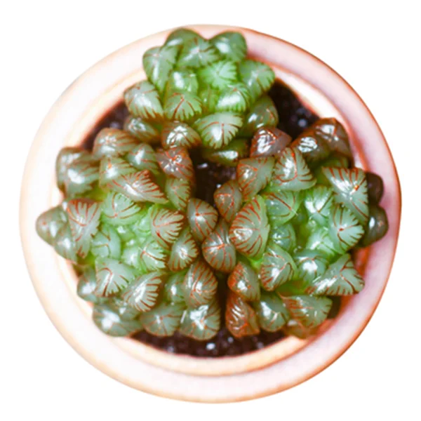 
Wholesale Succulent Plants Haworthia obtusa f. truncata with LOW PRICE 