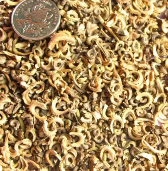 1 кг, новинка, семена спела календулы для посадки