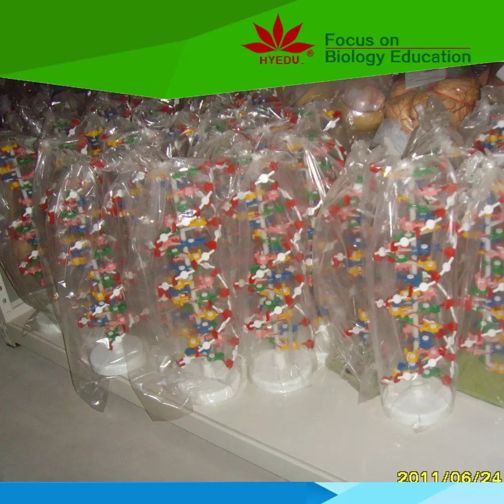 Best selling Component of DNA double helix model