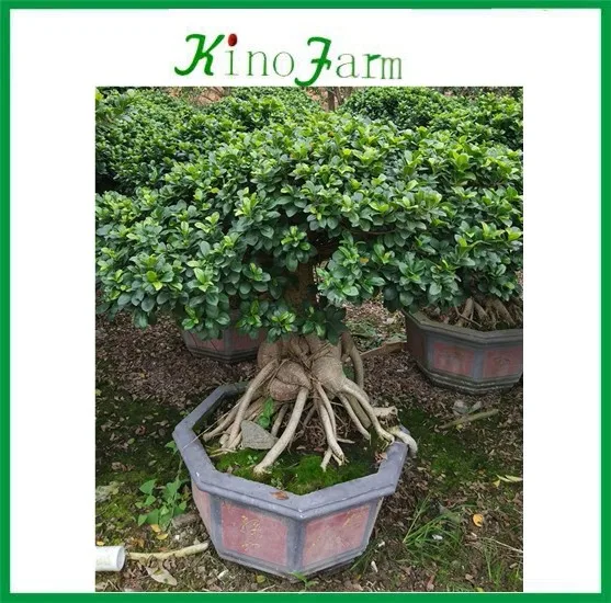 Бонсай Фикус микро карпа