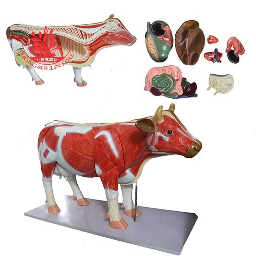 Anatomical model PVC Plastic Stomach Uterus Cow Medical Science Animal Models Medical Supplies