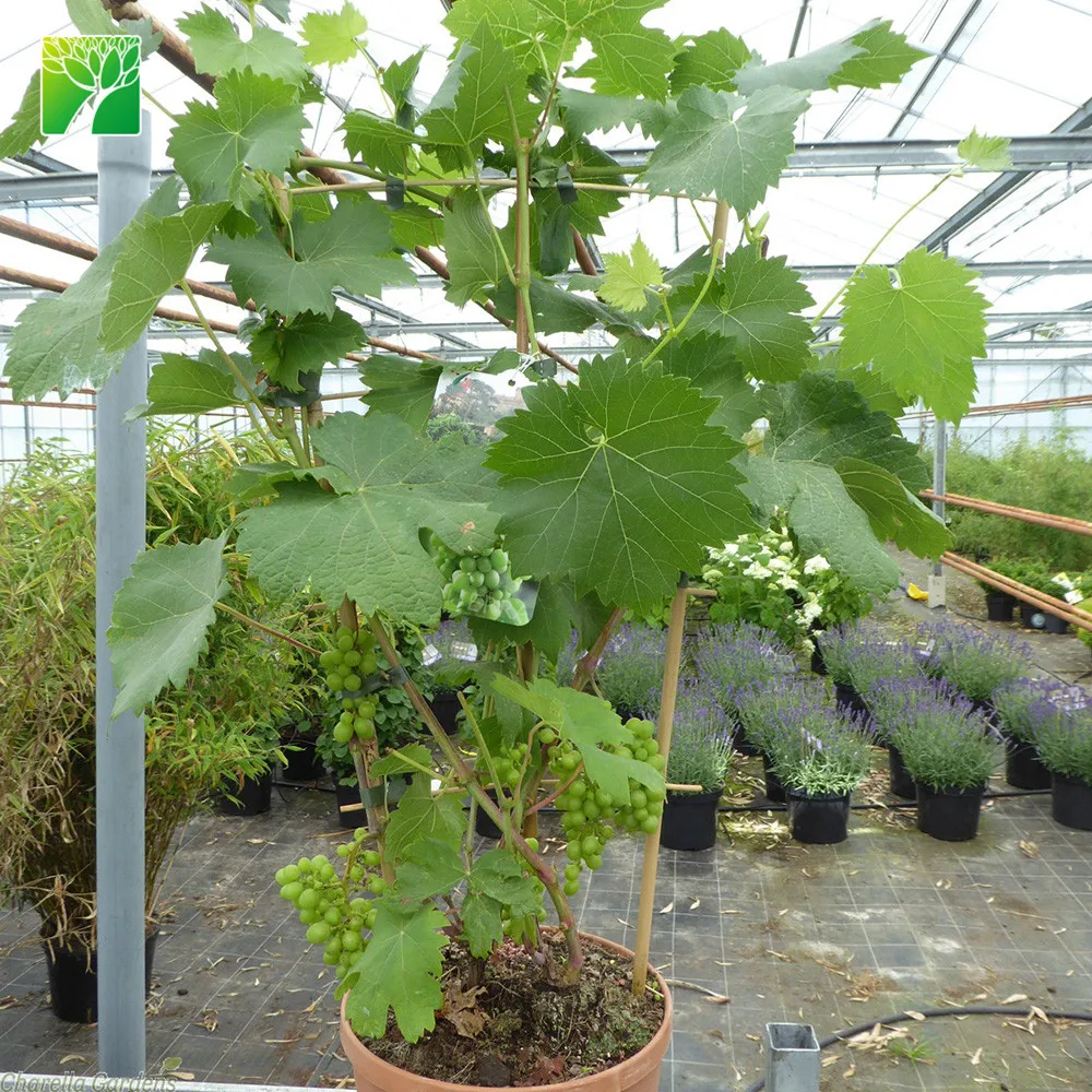 
 Привычка для выращивания фруктов, пинцет Gewurztraminer Vitis vinifera  