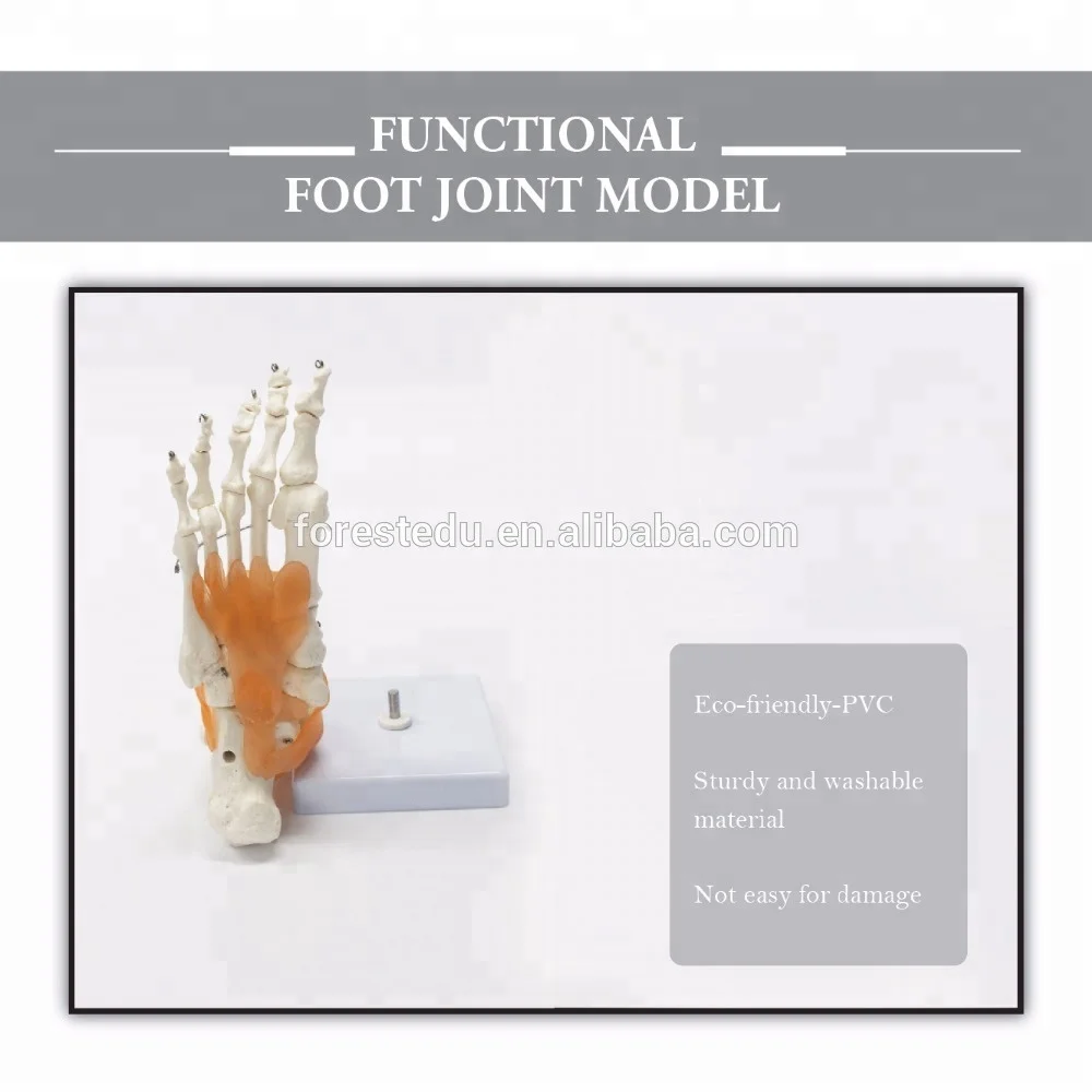 Foot and Ankle Joint Anatomical Skeleton Model