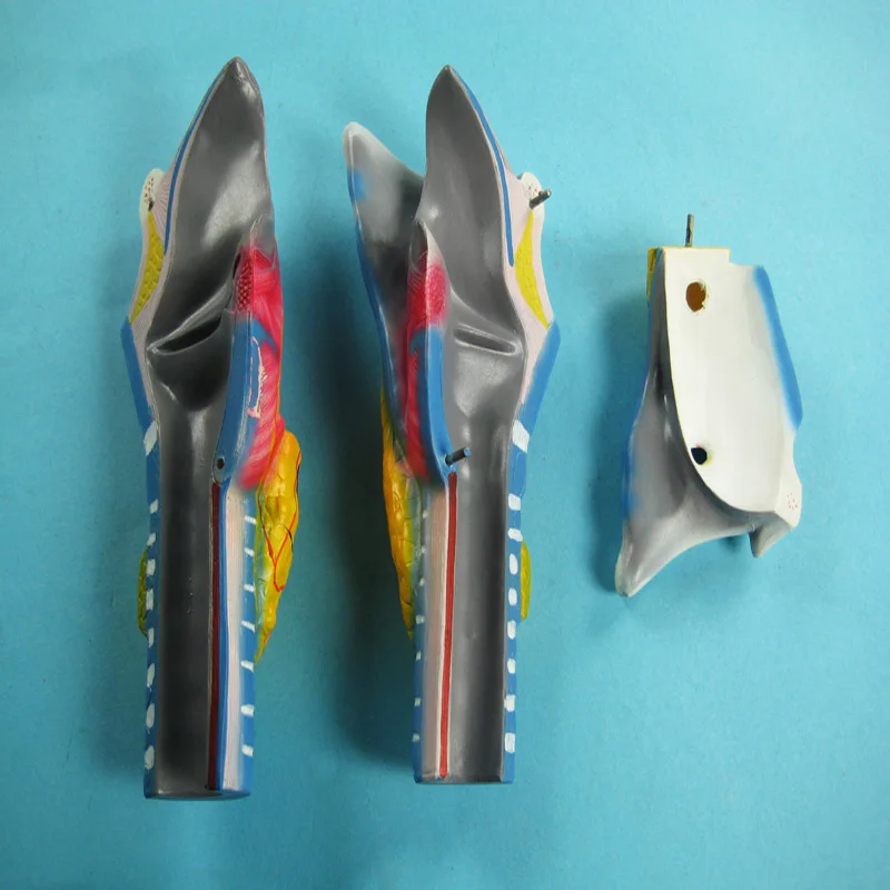 Новинка, Лидер продаж, высококачественные биологические учебные пособия, анатомическая модель человеческого ларинкса