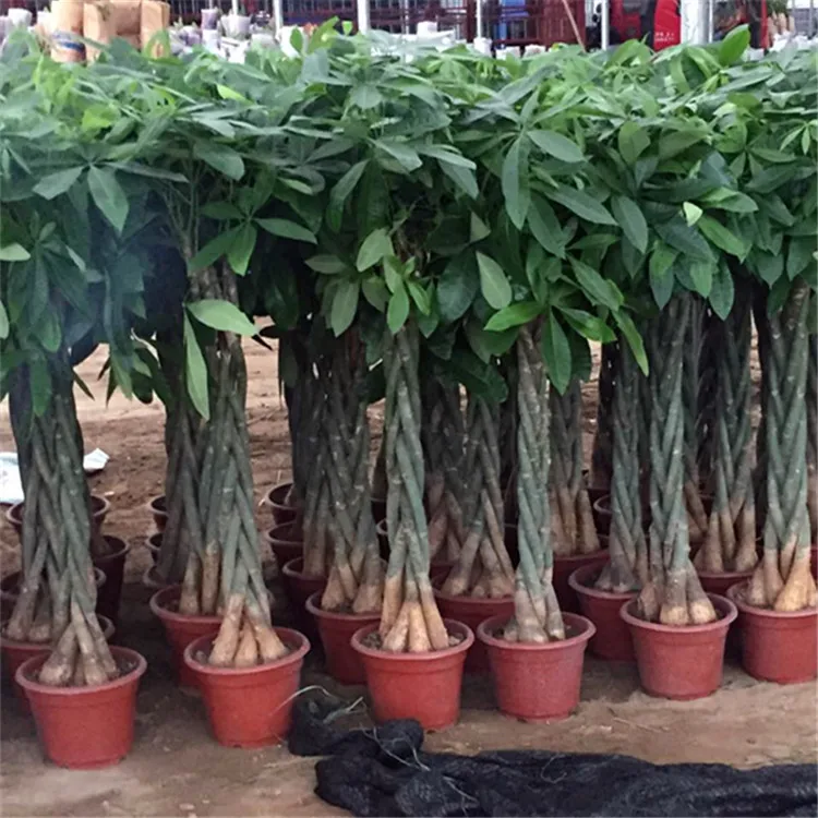 Денежное дерево Pachira microcarpa