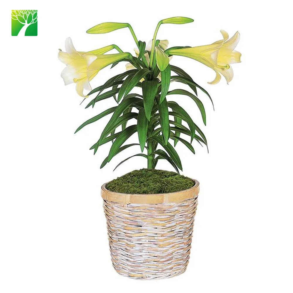 
Ферма оптовая продажа растений рассады Lilium browni Лили саженцы 