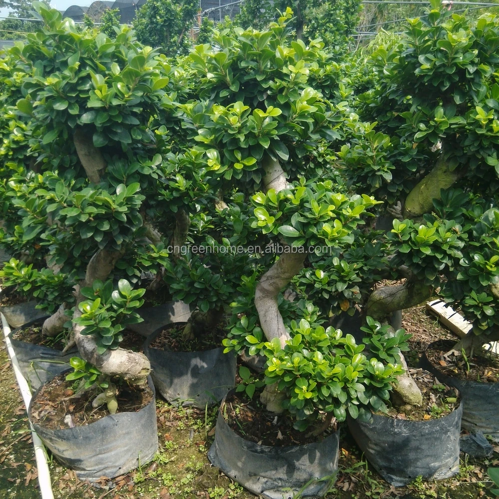 
Фикус микро карпа S-образный бонсай 