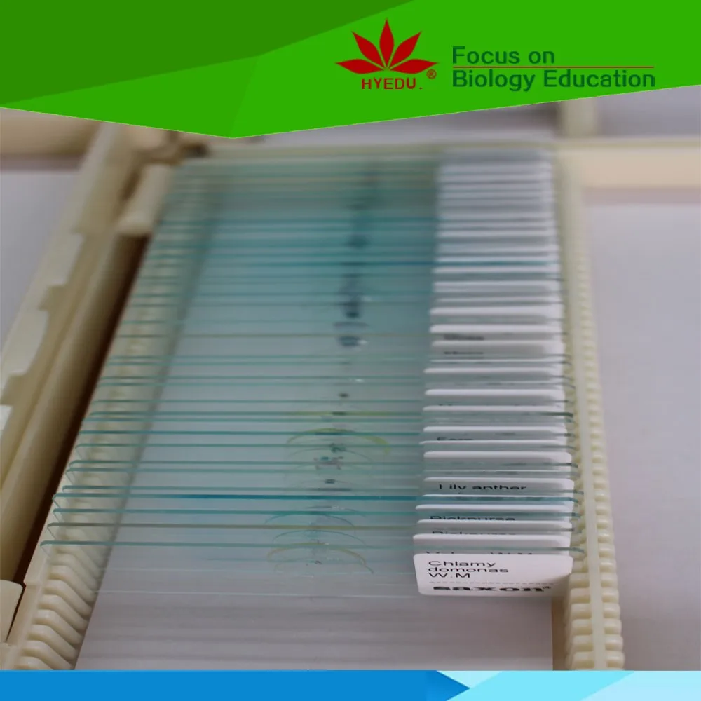 eggplant and fruit diseases prepared microscope botany pathology slides for research