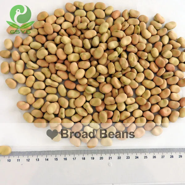 
broad health broad beans dried broad beans 