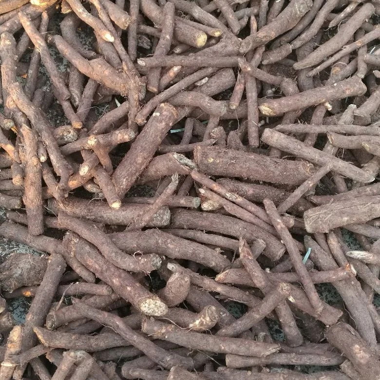 
quarantine diploid fungicide and pesticide treated paulownia 9502 big root with phytosanitary certificate 