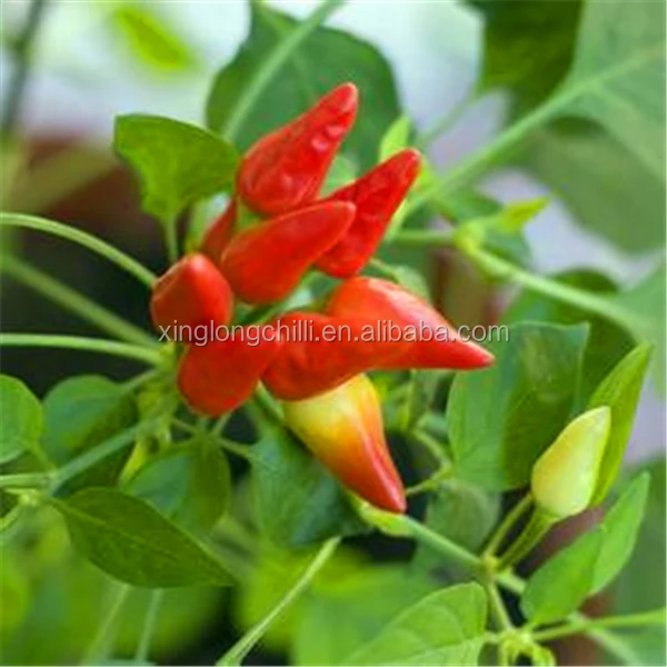 Factory price Sichuan bullet red pepper chilli
