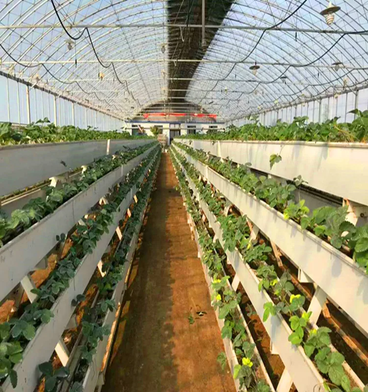 Complete steel structure polycarbonate agricultural greenhouse turnkey project for vegetables planting