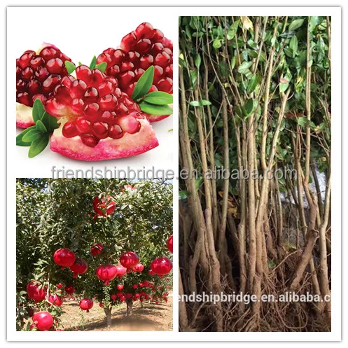 
Red Pomegranate Tree for Sale 