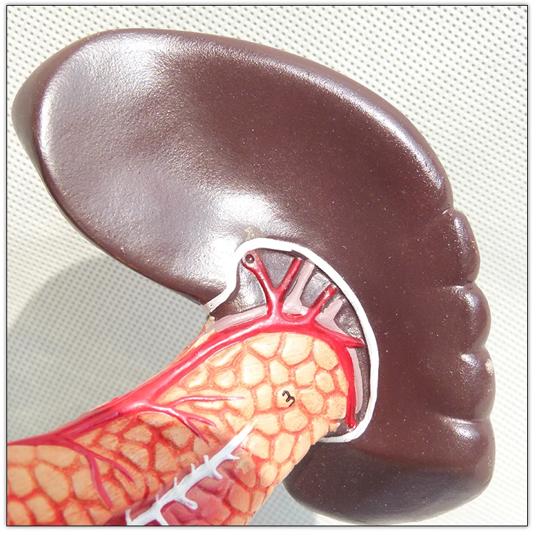 Hot selling Plastic Human pancreas spleen and duodenum anatomy model