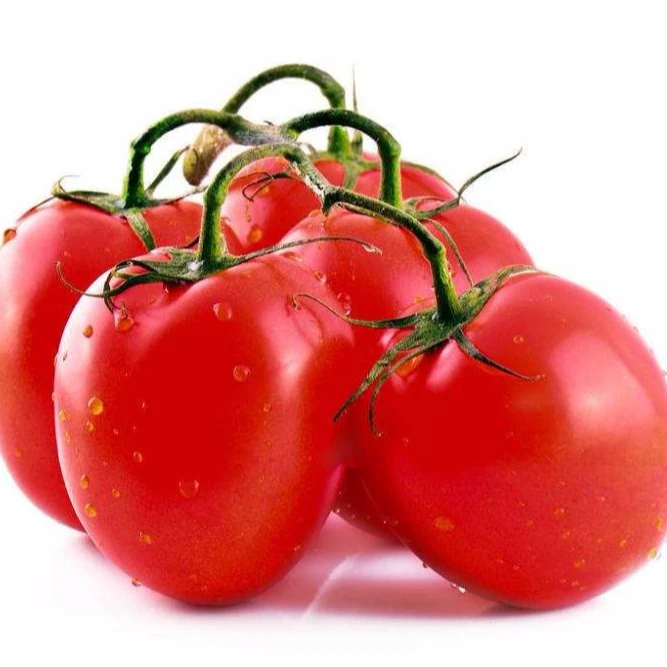 SXTS No.8187 vegetable seed f1 hybrid tomato seeds