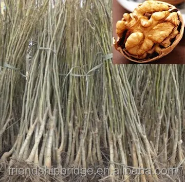 Саженцы грецкого ореха из китайской бумаги