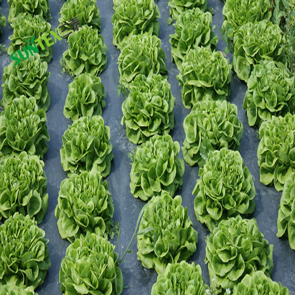 Crops Protection Agricultural Black Mulch Film, 25 Micron 30 Micron Potato Strawberry Ground Cover Poly Film