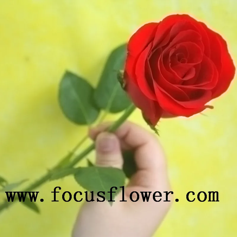 Рекламные кении роза цена жасмин цветок Карола в хорошем качестве из провинции юньнань