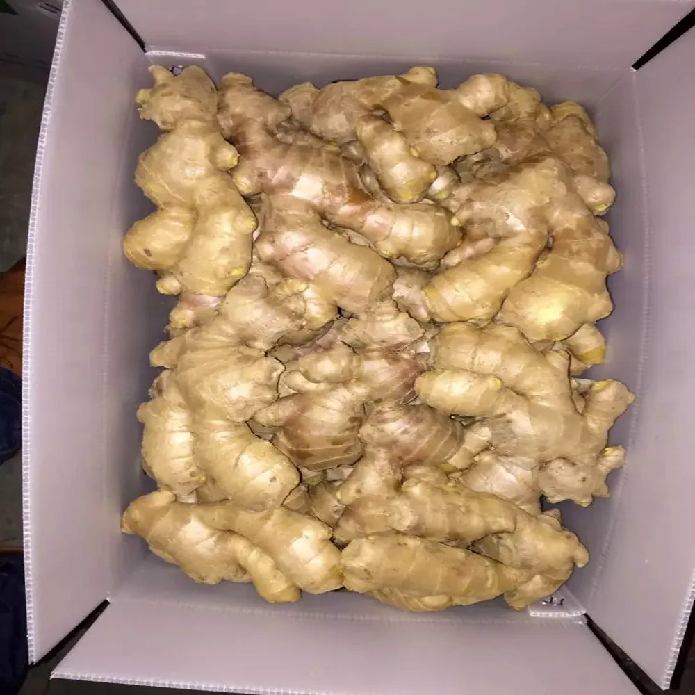 
GAP Air dried fresh ginger wholesale 