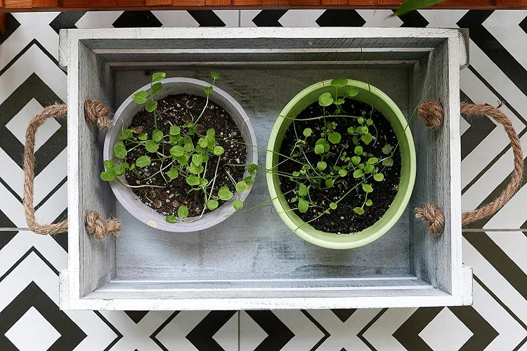 Trendy wooden fruit crates