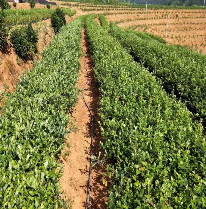 
NON-Gmo 3 years old Blueberry young plants for planting 