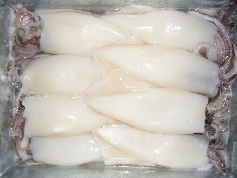 Sea food Frozen -fish whole squid