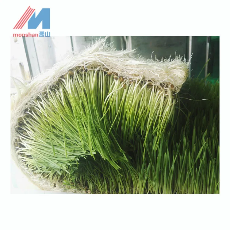cow farm equipment cattle fodder container | hydroponic grass germinating system for growing barley wheat maize
