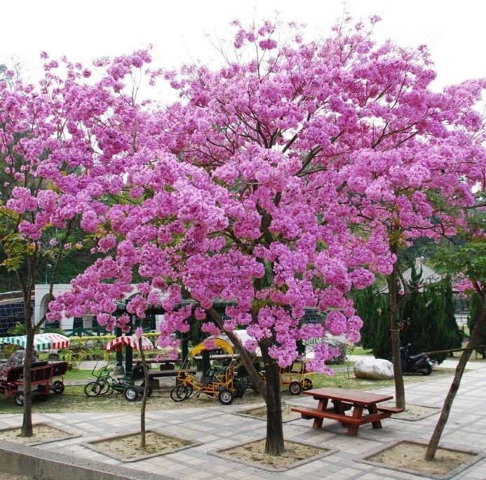 
Wholesale street landscape blooming Tabebuia pentaphylla tree seedling 