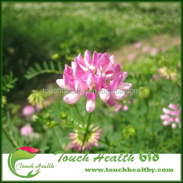 2021 Coronilla buxifolia seeds/ Crown Vetch seeds/Lawn grass seeds
