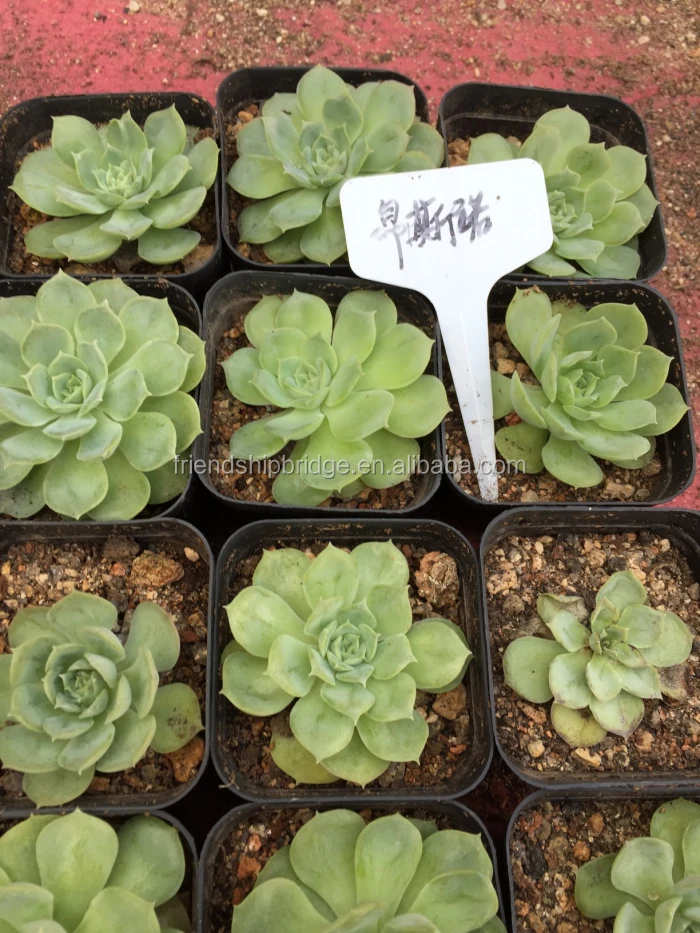 Wholesale  succulent plant Etheveria onslow succulents mini bonsai