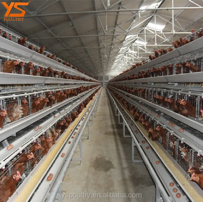 Chicken Layer Poultry Cage With Poultry Farm House Design Service