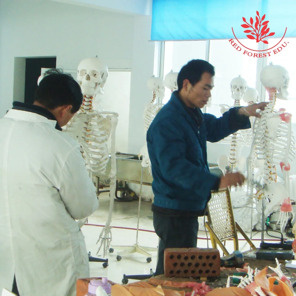 Human 85cm internal organs skeleton anatomy model