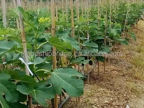 
Carica Linn.Fruit Fig tree plant 