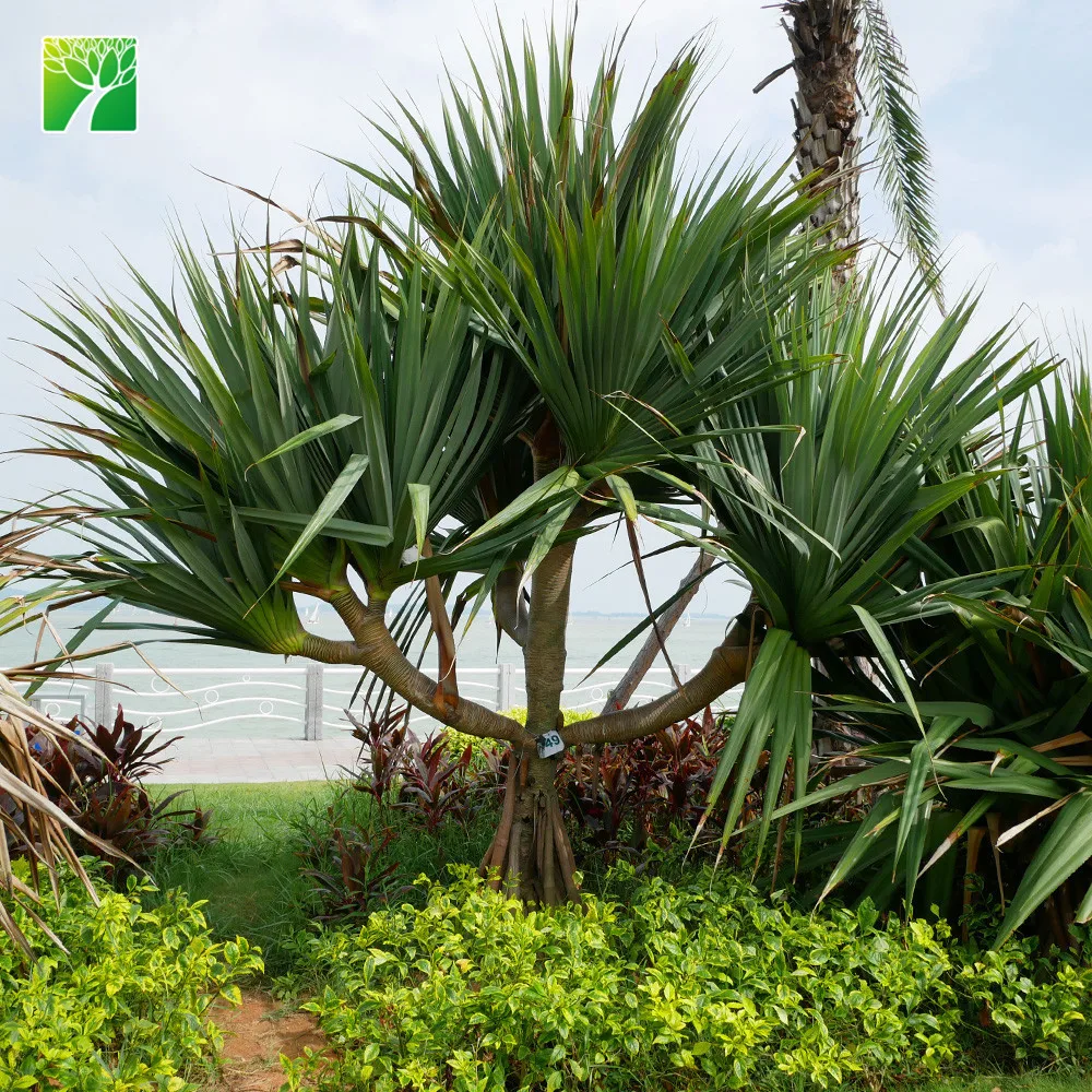 Natural outdoor ornamental perennial flowering plants name pandanus utilis