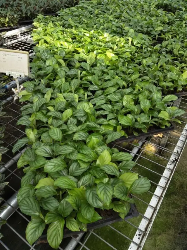  Калатея orbifolia поднос саженцев H8-10cm