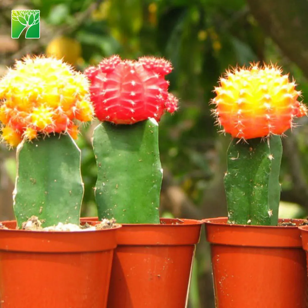 Hot sale natural live home decoration Colourful Flowering Cactus Plants