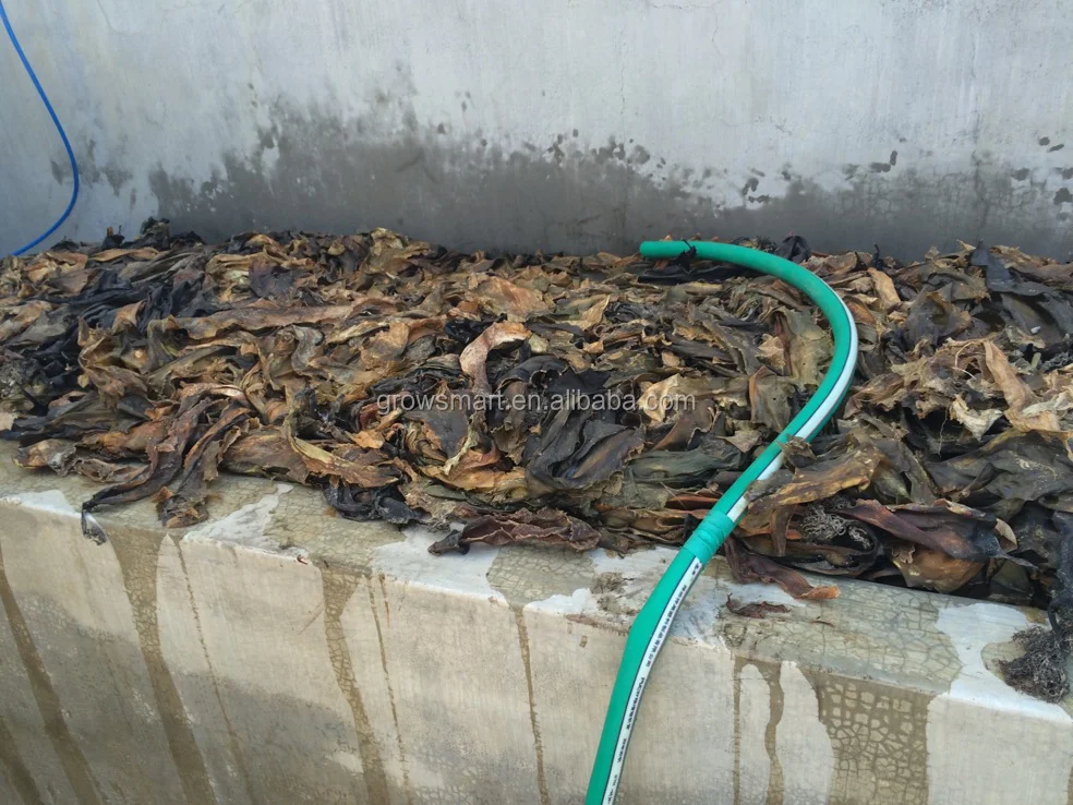 Organic  Seaweed Liquid Fertilizer For Agricultura