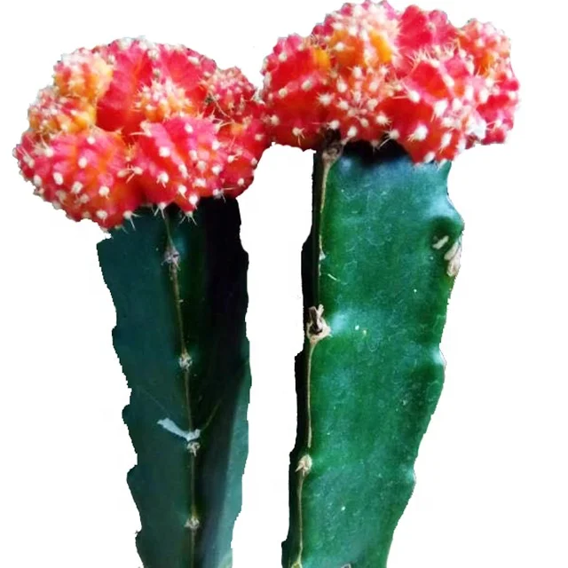 
mini grafted cactus succulent ornamental indoor plants bonsai nursery echinocactus grusonii cereus cacti 