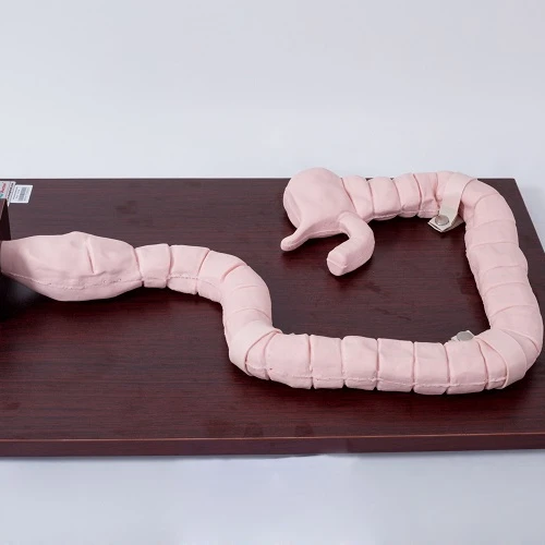 Медицинская наука GD/LV30 медицинская модель общего доктора клоноскопия осмотр тренировочный симулятор