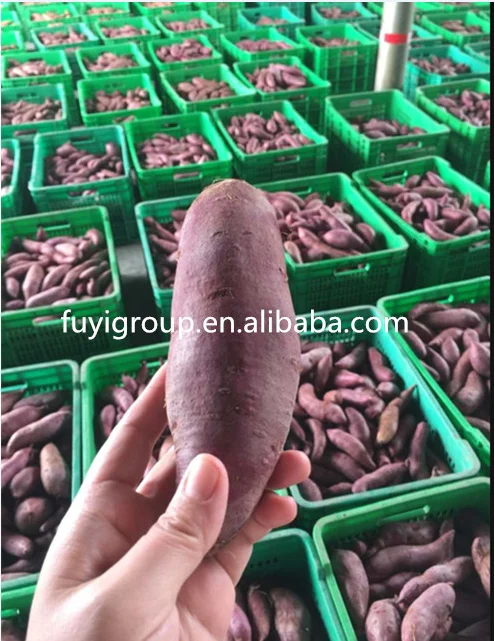 
High Quality Fresh White/Yellow/Purple Skin Sweet Potatoes 