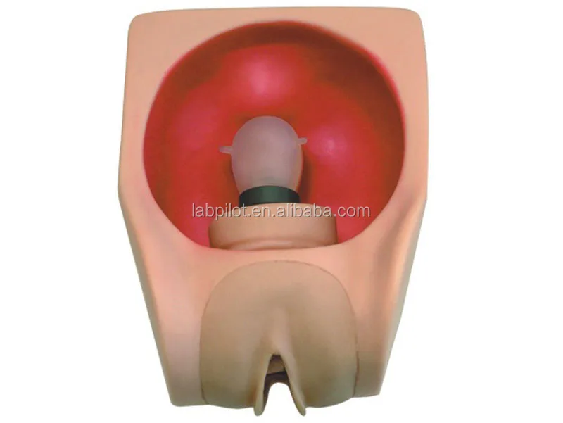 Female Contraception Practice Model with Vivid Uterus, Fallopian tubes and Vagina