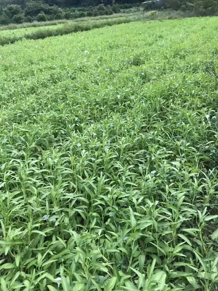 
Suntoday Green leaf White stem kongxin cai kangkong water spinach seeds 1kg/bag 