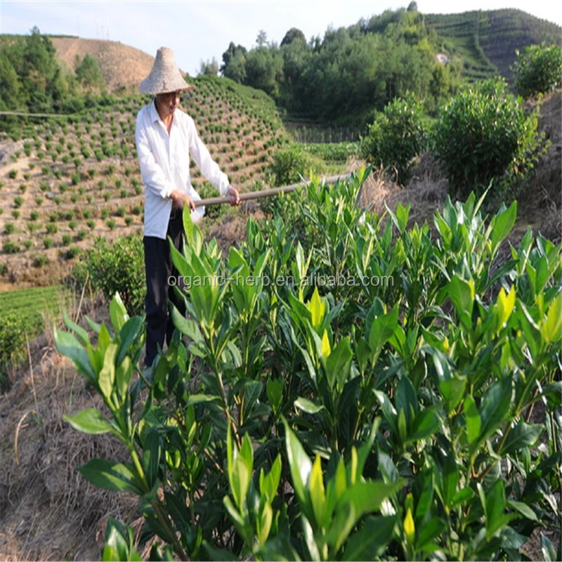 Cape Jasmine Fruit Extract Gardenia Color